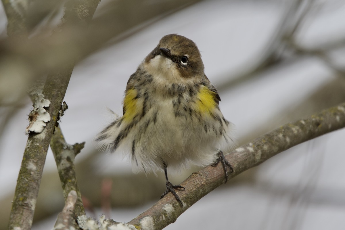 Taçlı Ötleğen - ML646614381