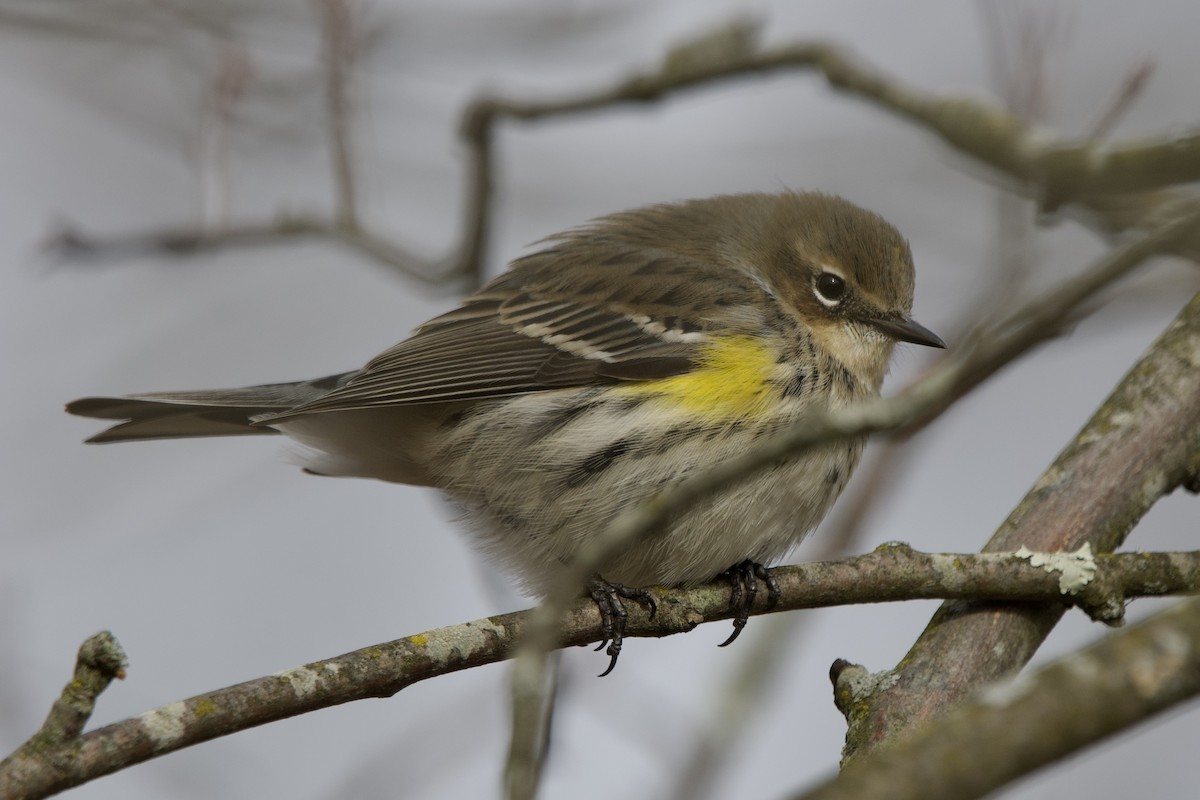 Taçlı Ötleğen - ML646614382