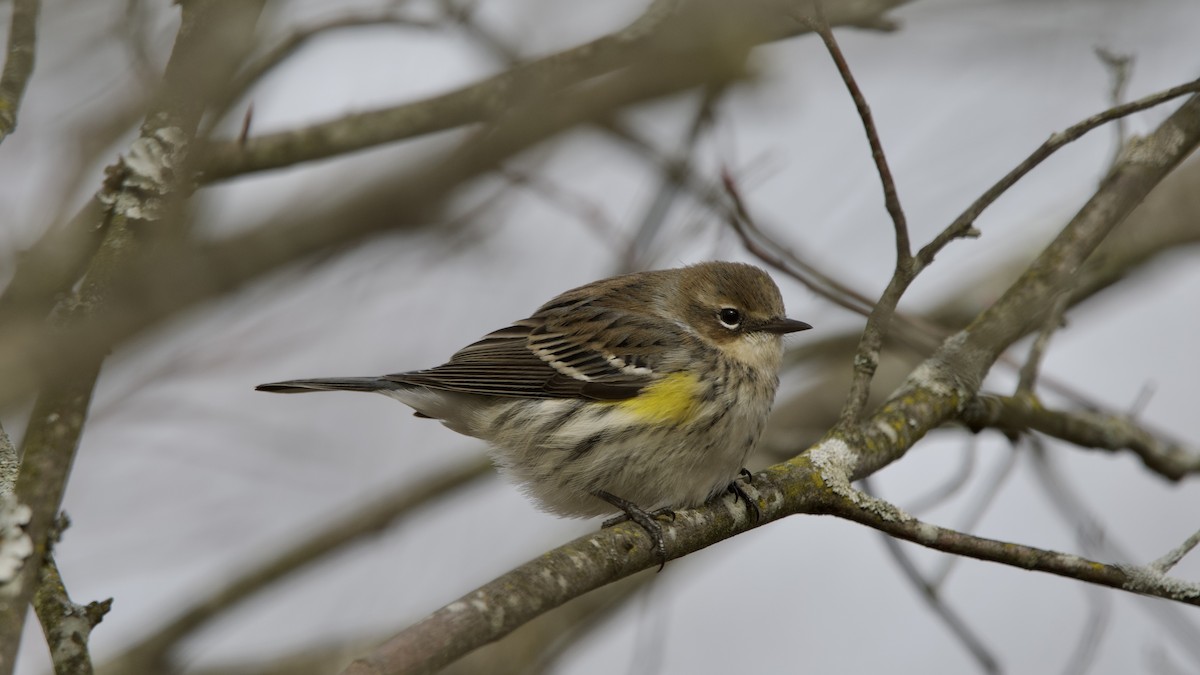 Taçlı Ötleğen - ML646614383