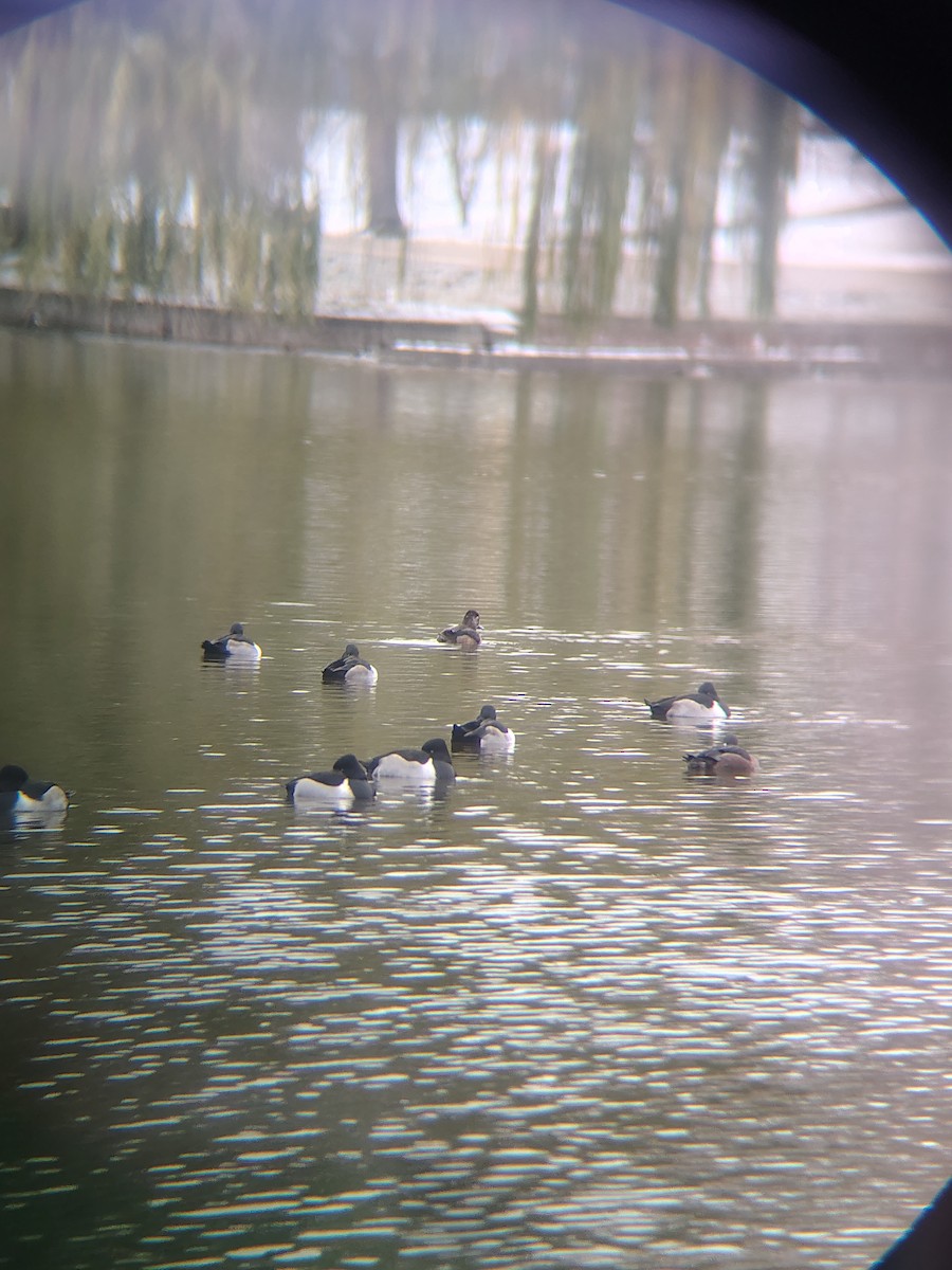 Moretta dal collare - ML646614384