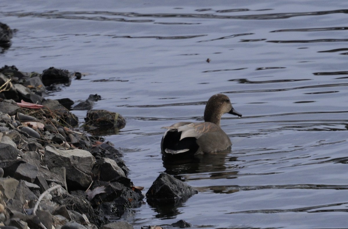 Schnatterente - ML646614385