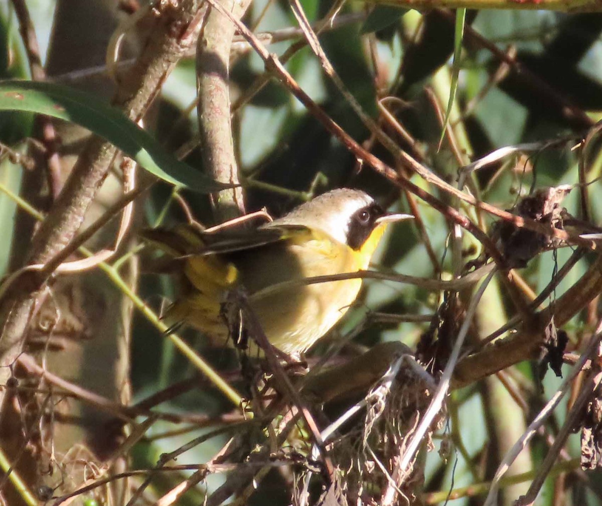 Weidengelbkehlchen - ML646614386