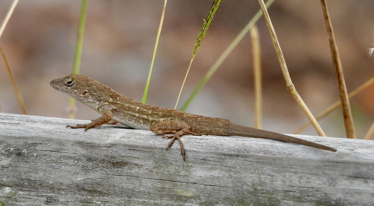 Brown Anole - ML646614387