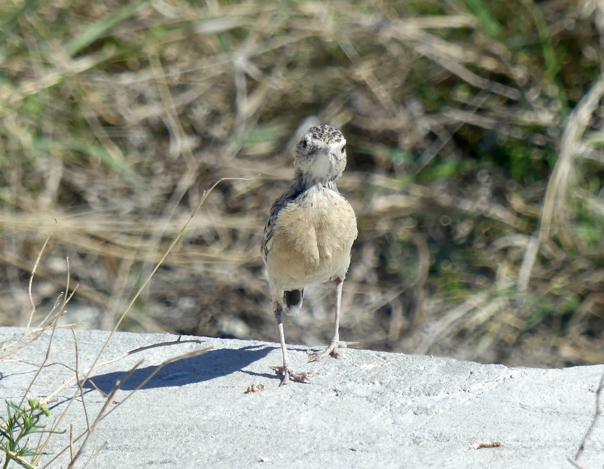 Spike-heeled Lark - ML646614389