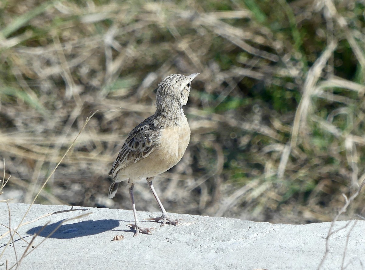 Spike-heeled Lark - ML646614390