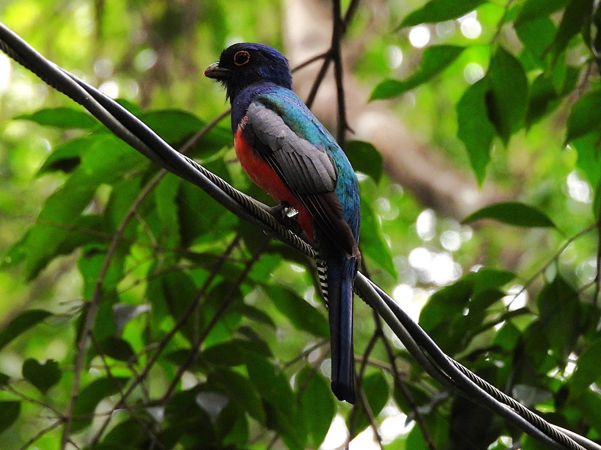 Blue-crowned Trogon - ML646614392