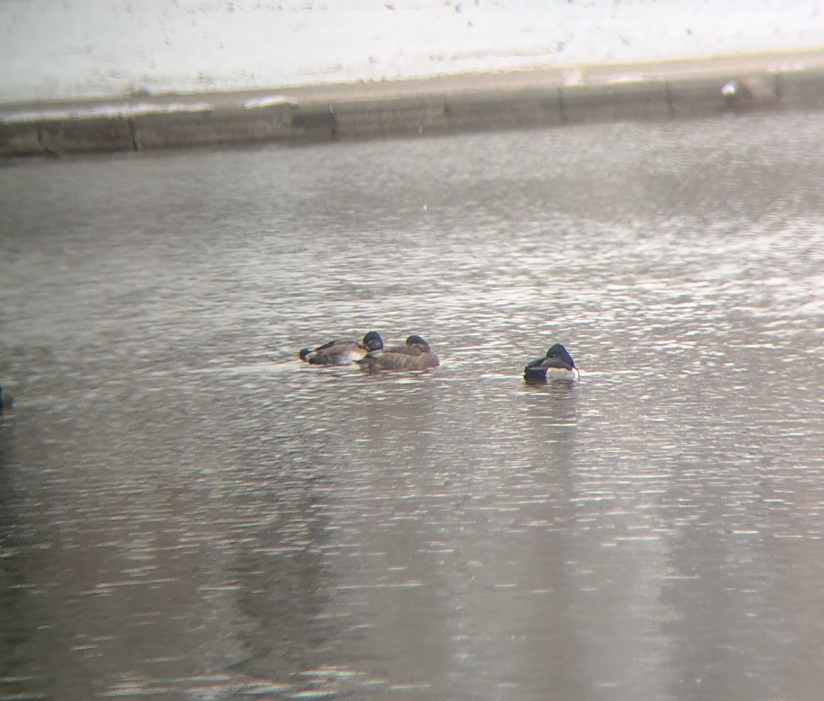 Redhead - ML646614393