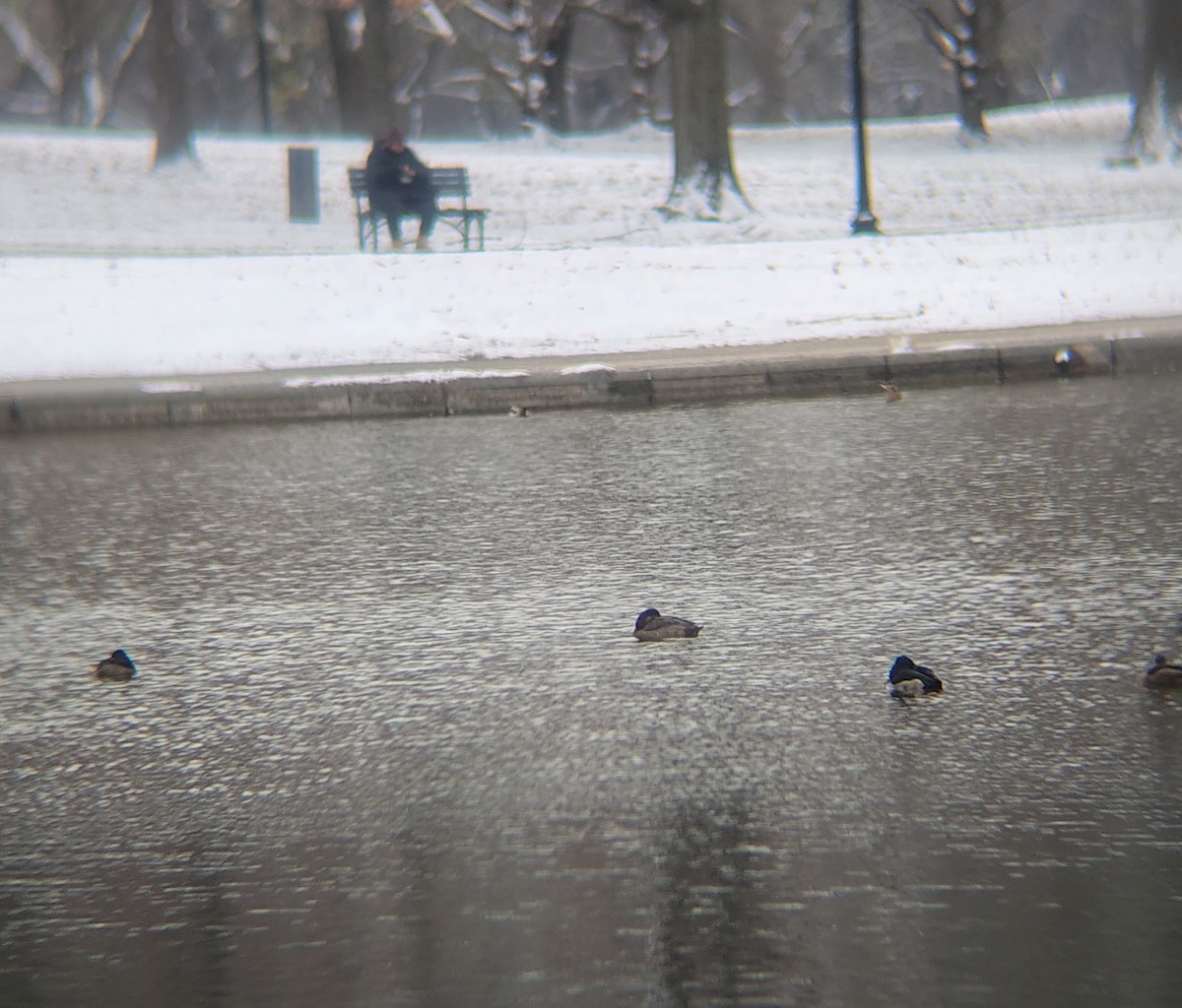 Redhead - ML646614394