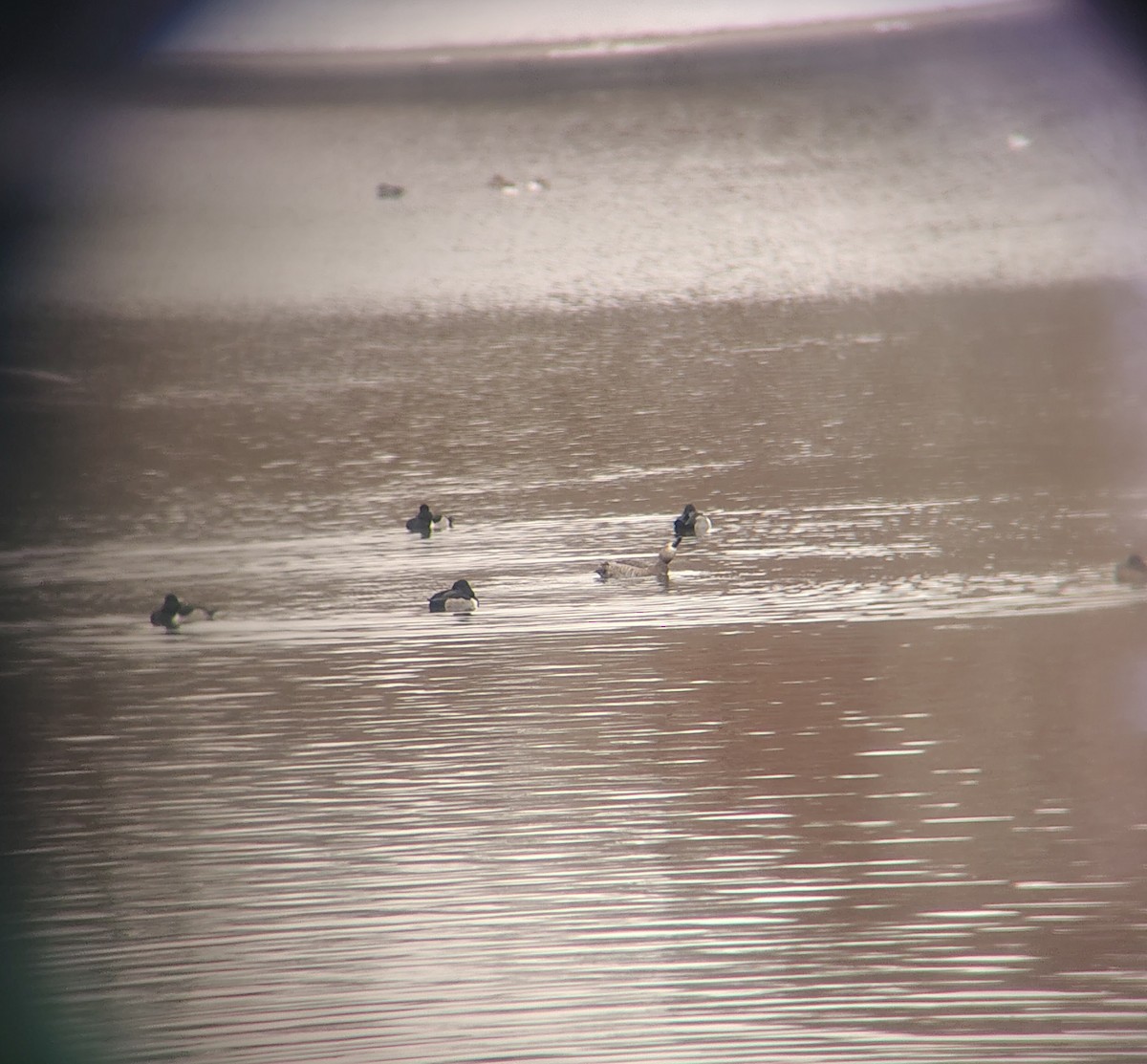 Redhead - ML646614395