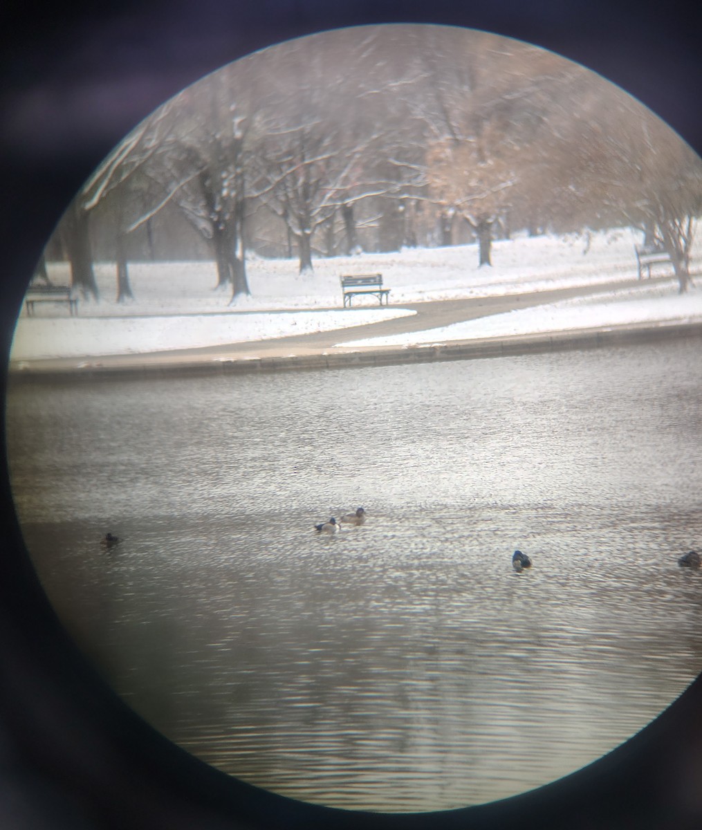 Redhead - ML646614396