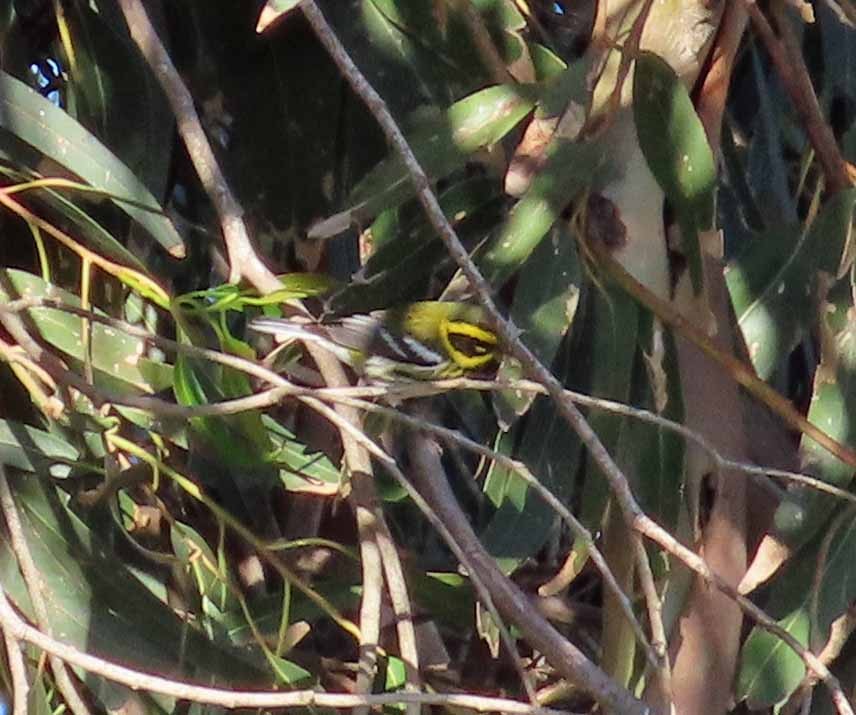 Townsendwaldsänger - ML646614397