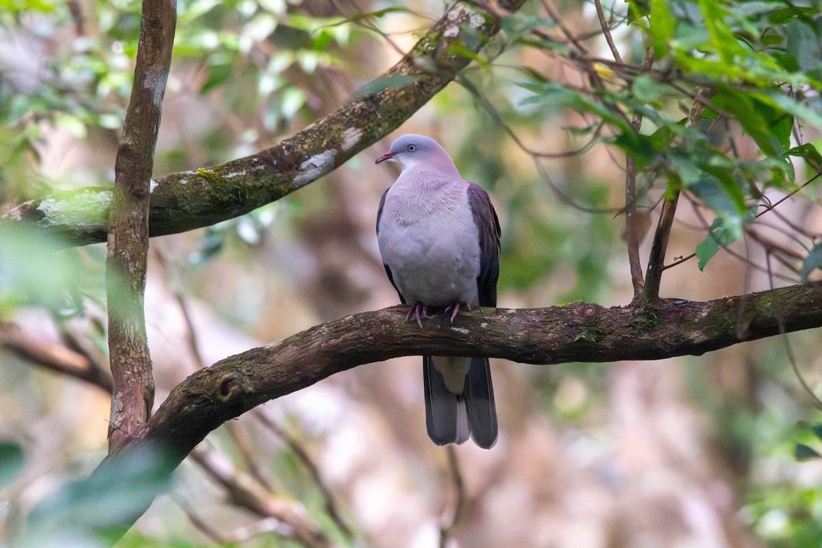 Mountain Imperial-Pigeon - ML646614398