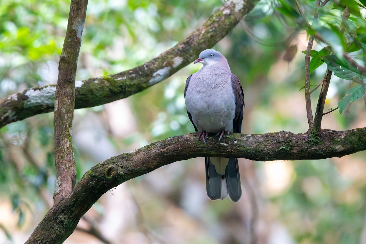 Mountain Imperial-Pigeon - ML646614399