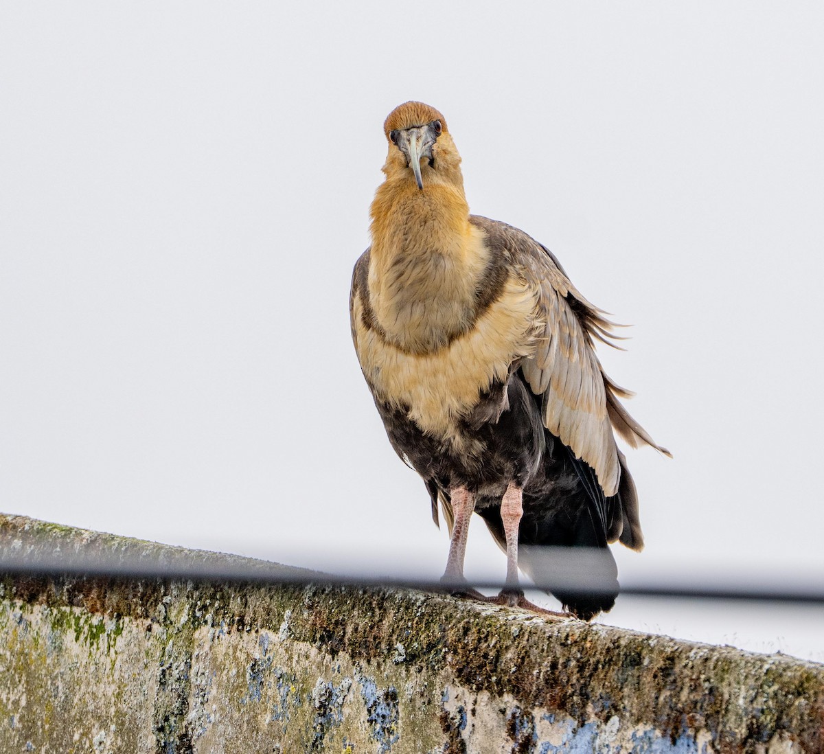 ibis laločnatý - ML646614400