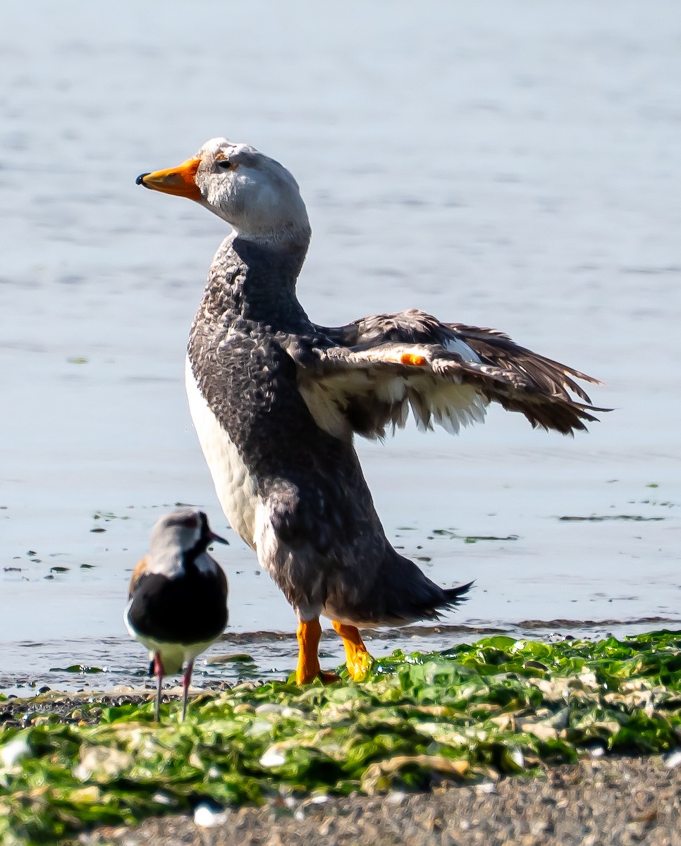 オオフナガモ - ML646614401