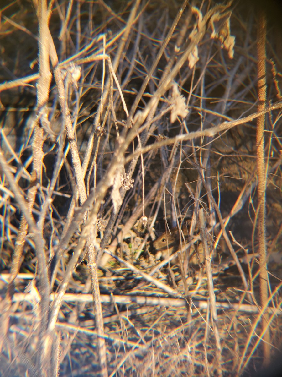 哺乳綱 - ML646614402