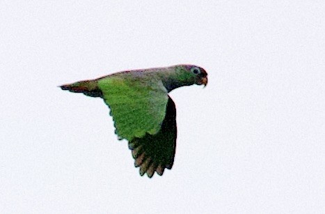 Красноклювый амазонет - ML646614406