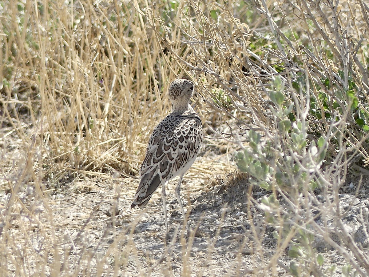 Double-banded Courser - ML646614409