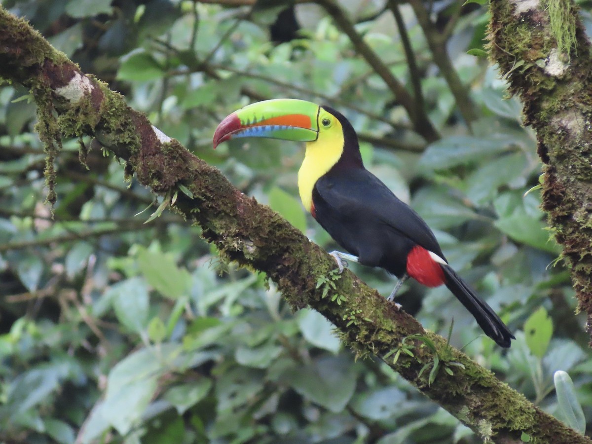 tukan středoamerický - ML646614410