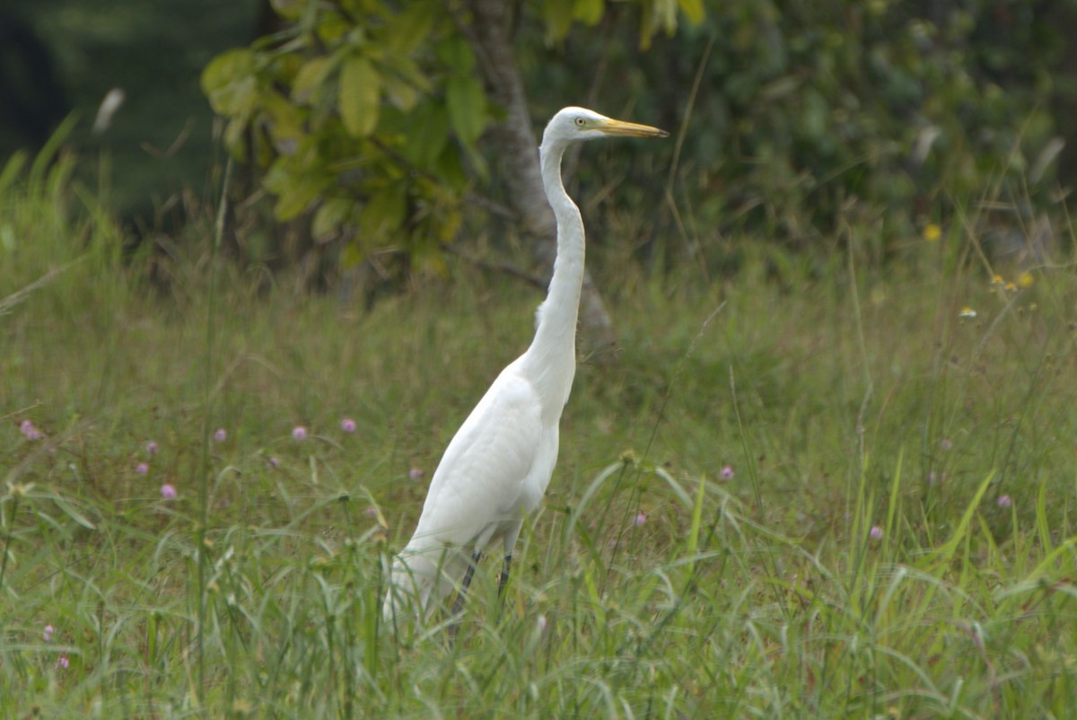 duskhegre - ML646614411