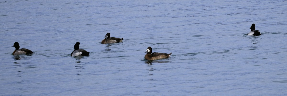 Kanadabergente - ML646614413