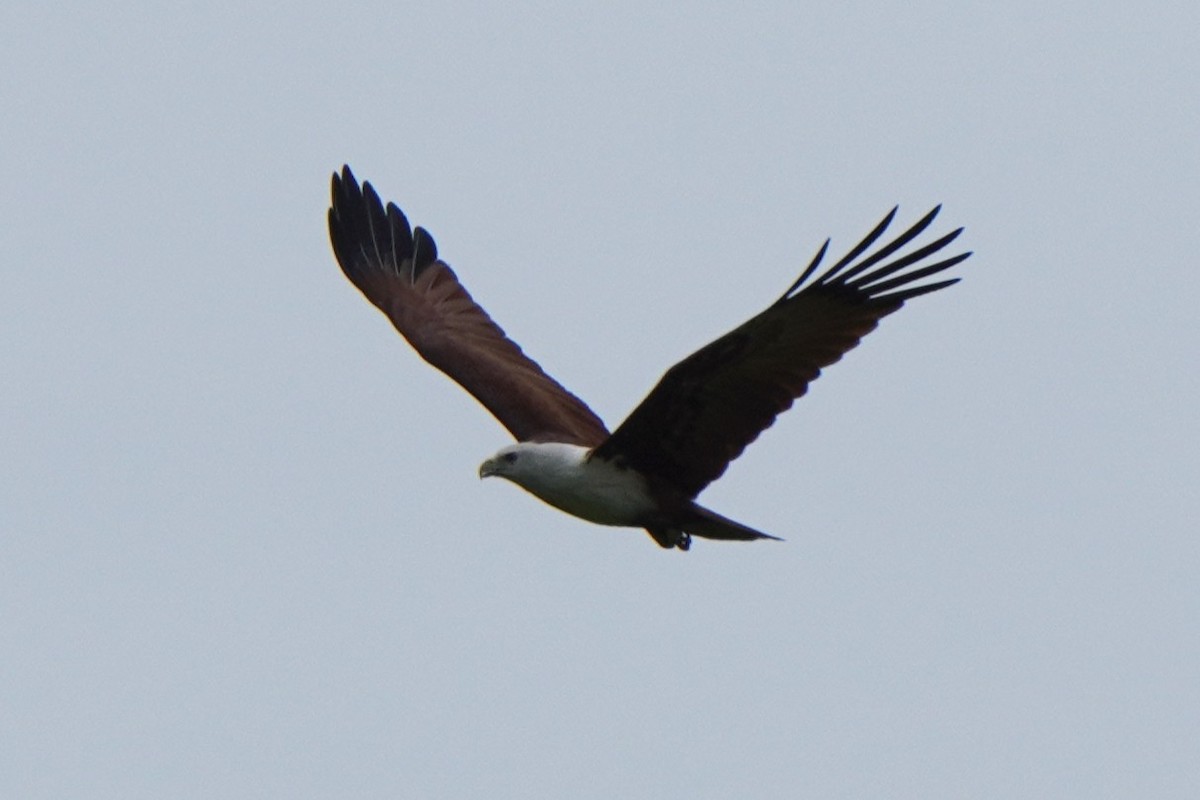 braminglente - ML646614414