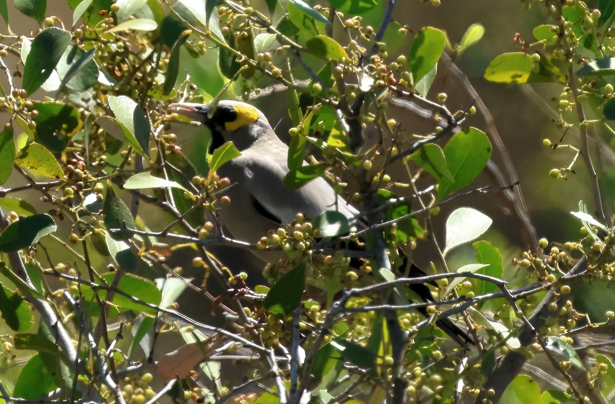 Бородатый скворец - ML646614415