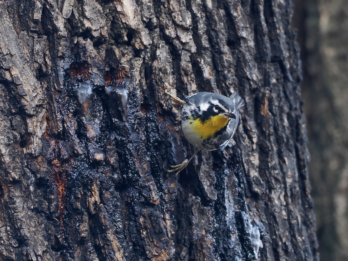 Paruline à gorge jaune (albilora) - ML646614416