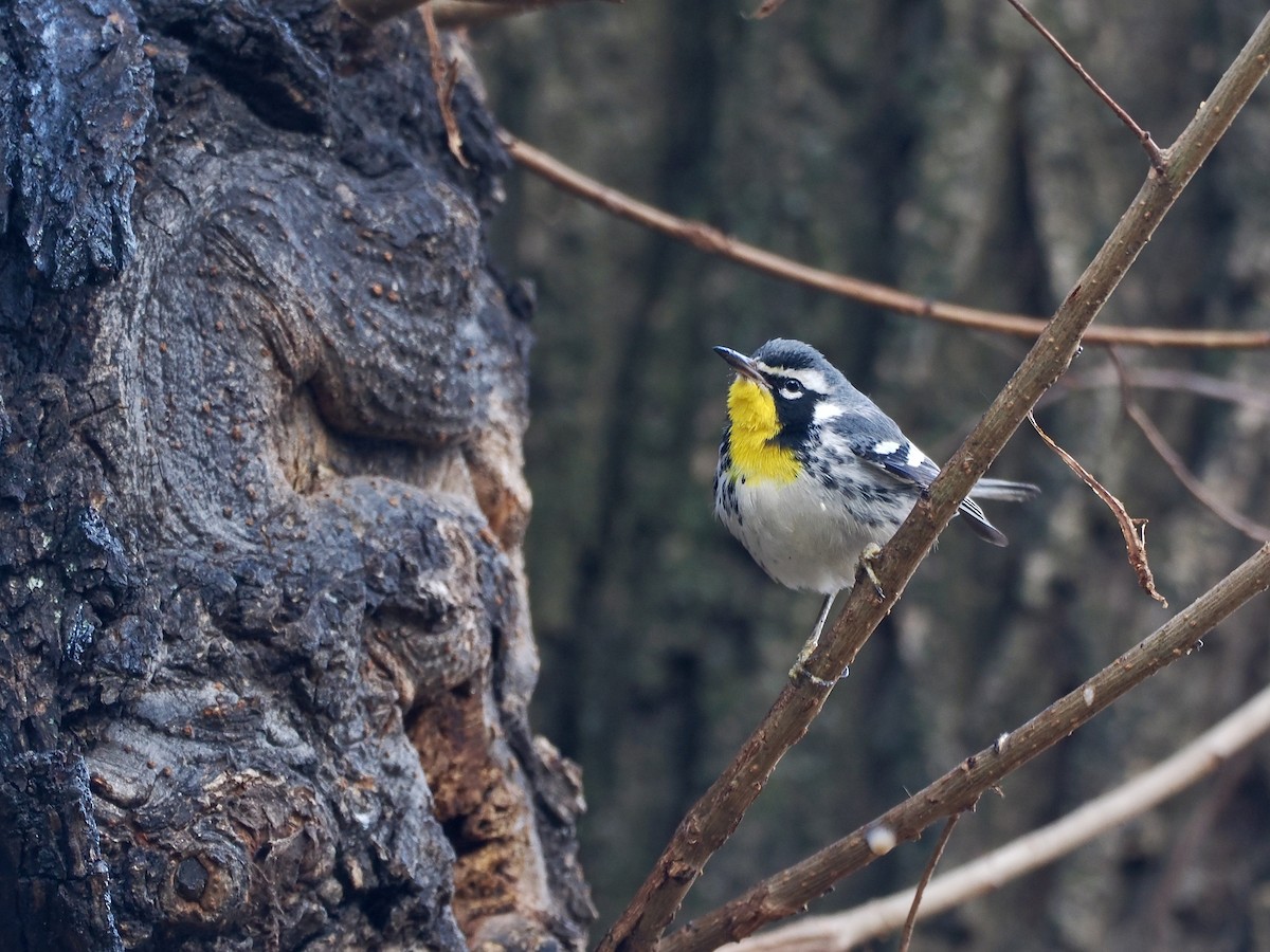 Paruline à gorge jaune (albilora) - ML646614417