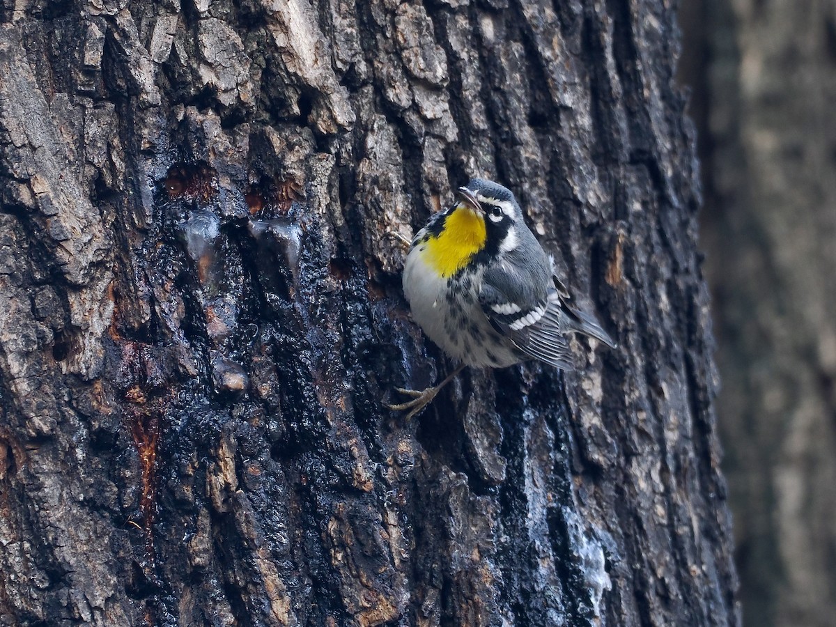 Paruline à gorge jaune (albilora) - ML646614418