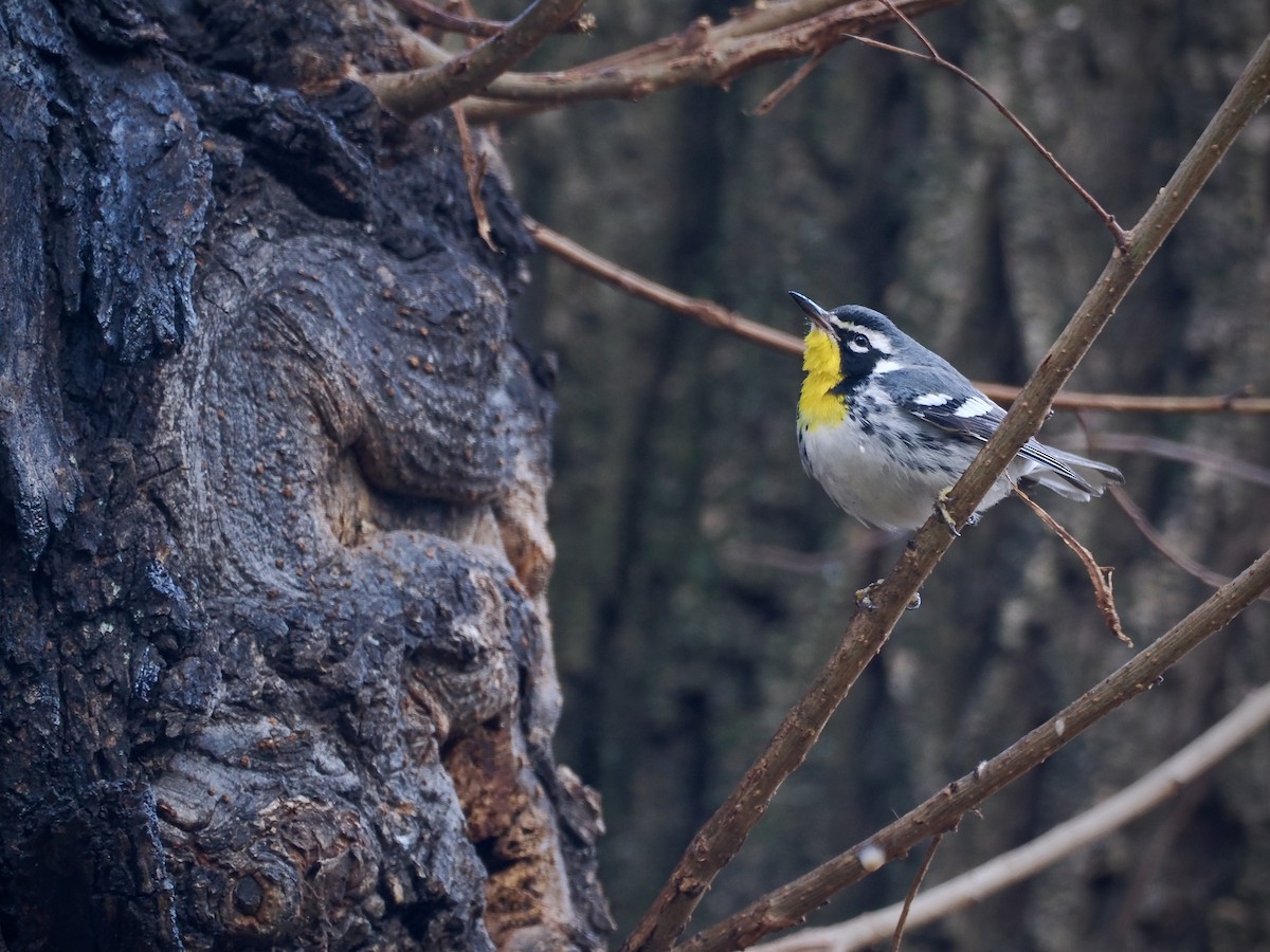 Paruline à gorge jaune (albilora) - ML646614420