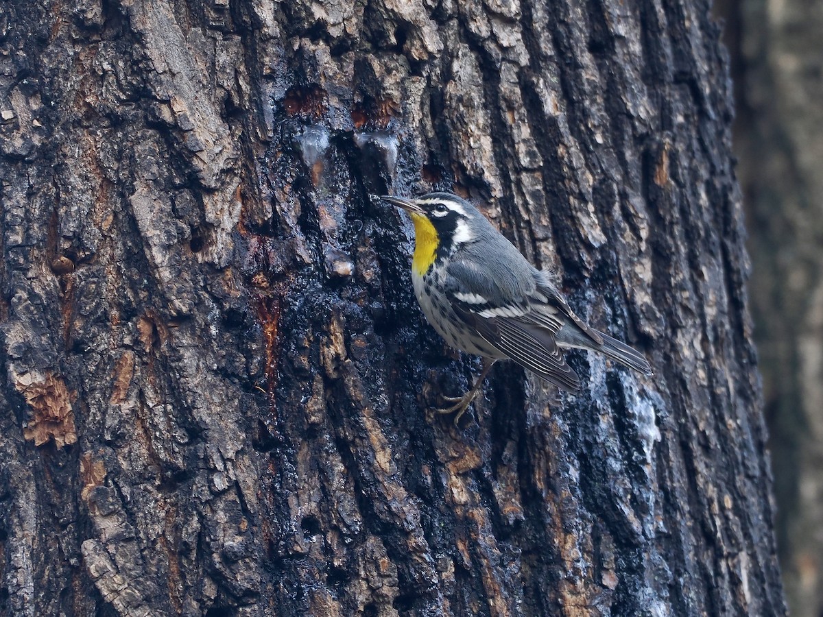 Paruline à gorge jaune (albilora) - ML646614421