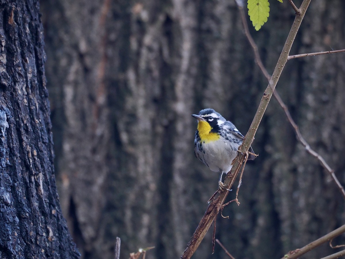Paruline à gorge jaune (albilora) - ML646614422