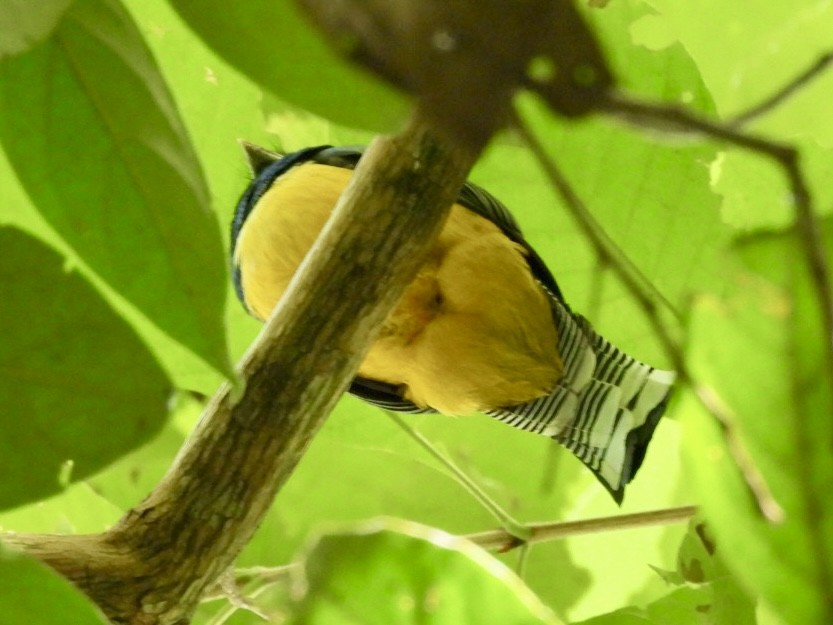 Gartered Violaceous Trogon - ML646614424