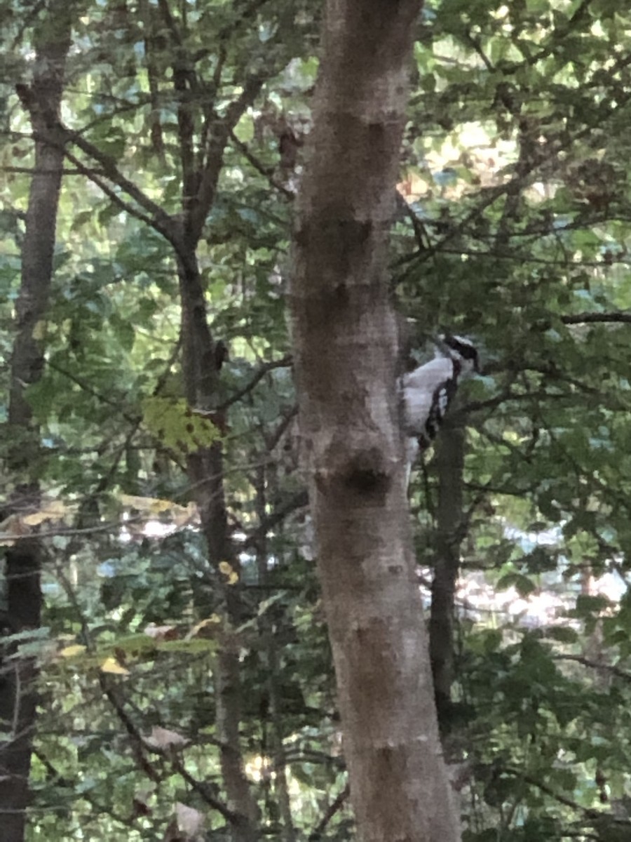 Downy Woodpecker - ML646614425