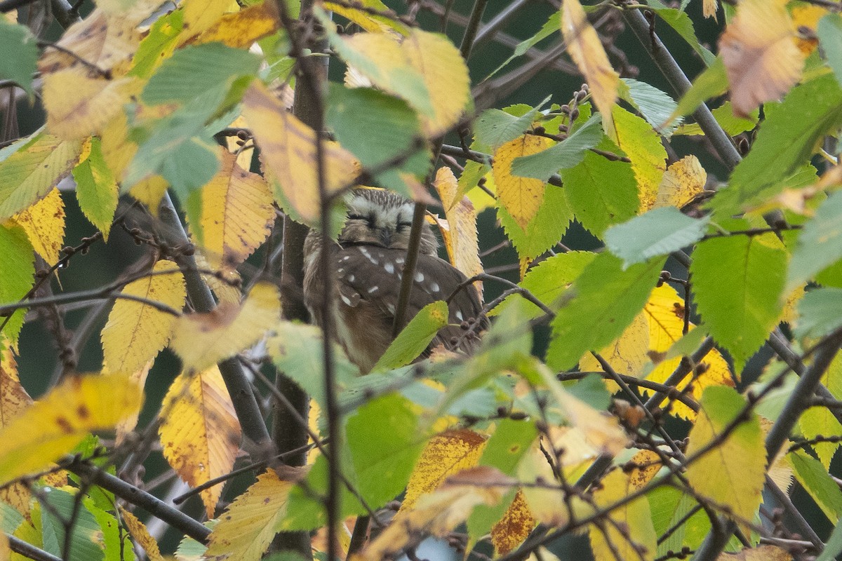 Northern Saw-whet Owl - ML646614426