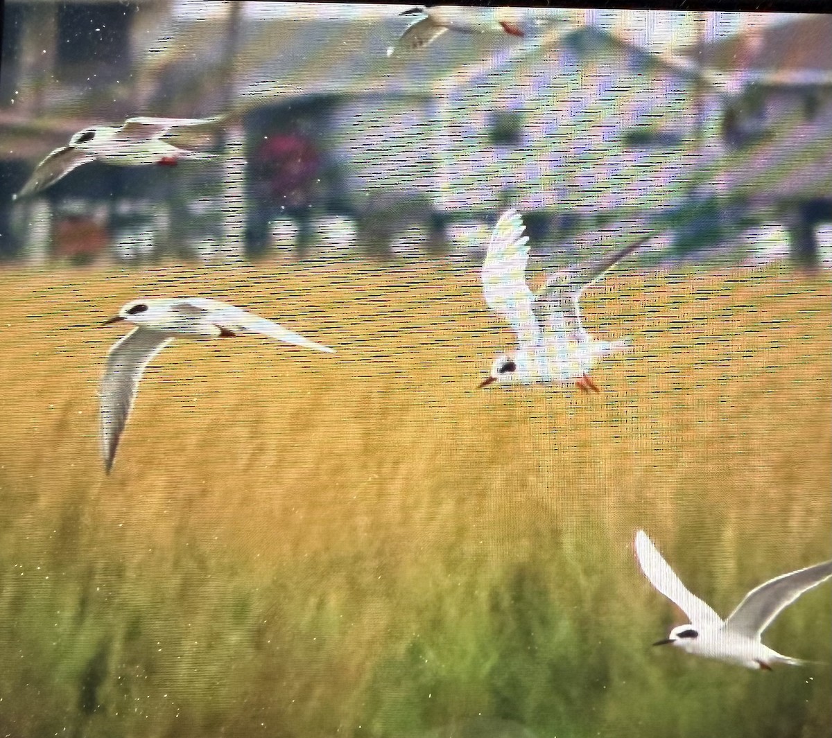 Forster's Tern - ML646614427