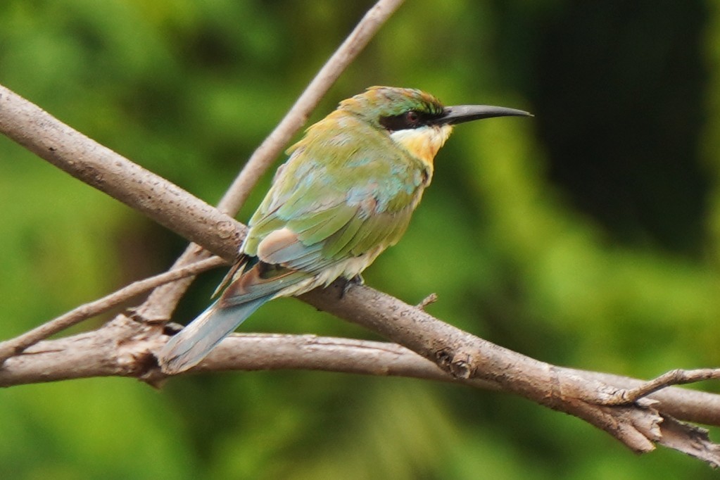 blåstjertbieter - ML646614428