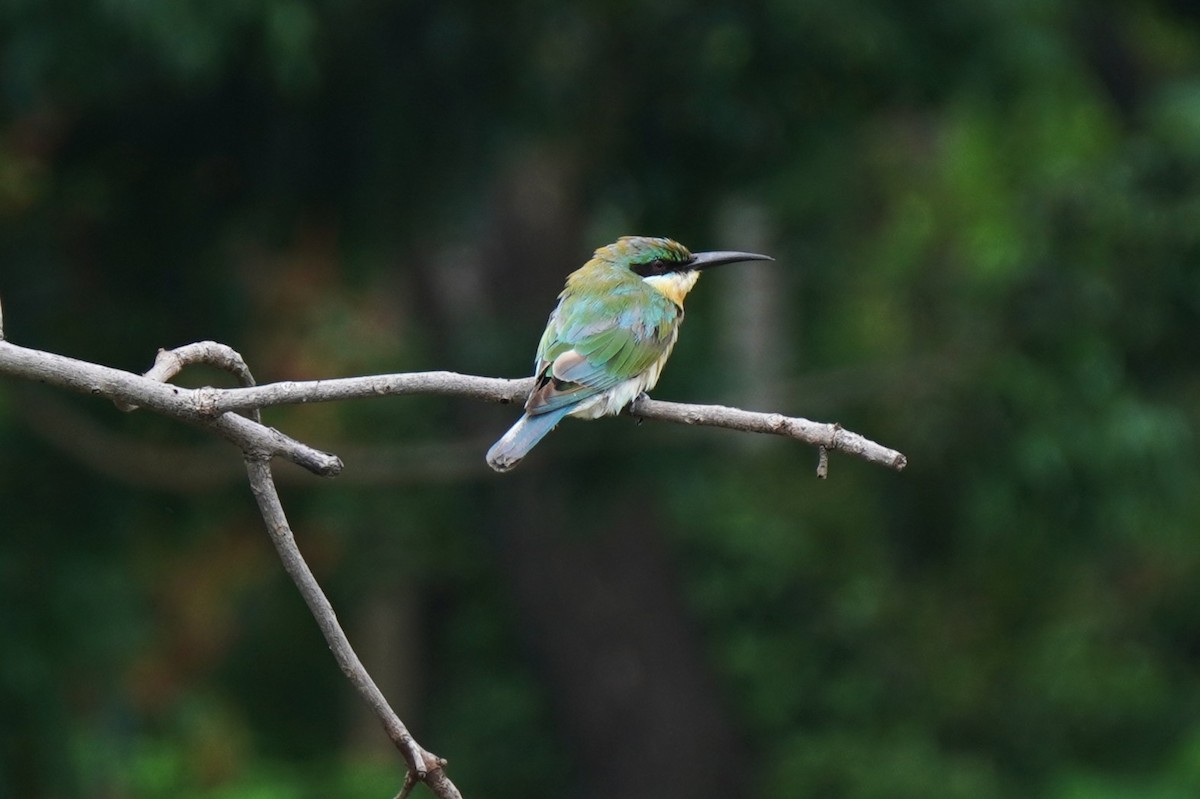 blåstjertbieter - ML646614429