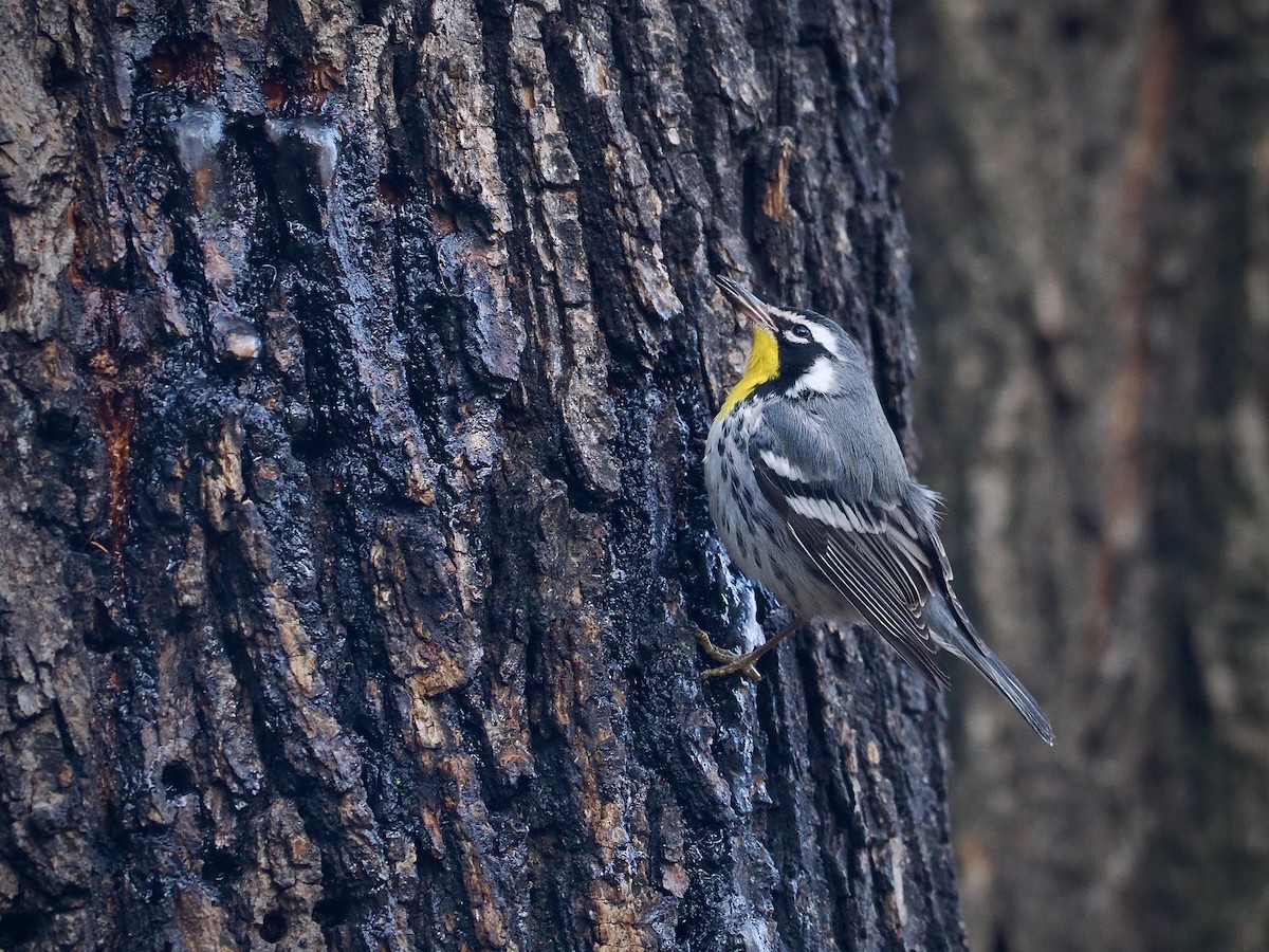 Paruline à gorge jaune (albilora) - ML646614430