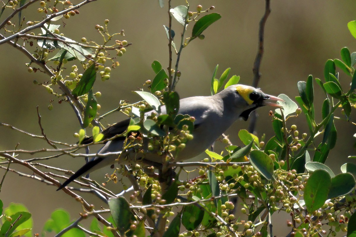 Бородатый скворец - ML646614431