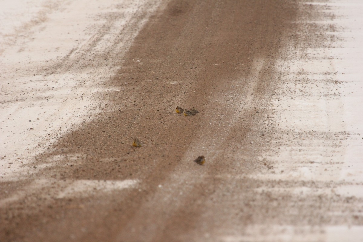 Western/Eastern Meadowlark - ML646614432