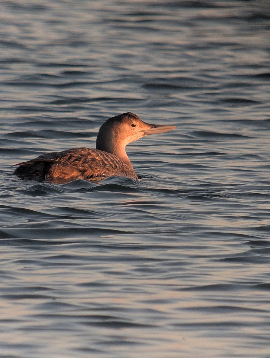 Gelbschnabeltaucher - ML646614433