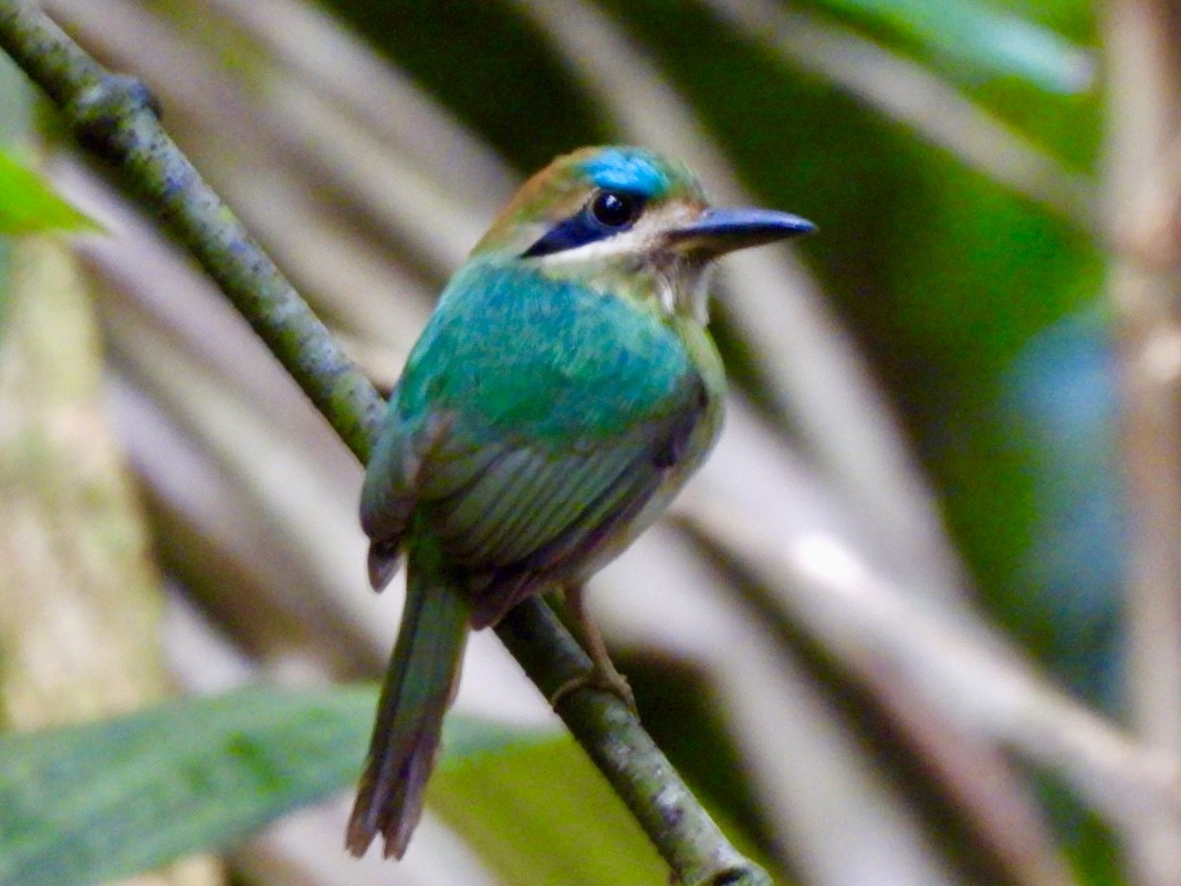 Tody Motmot - ML646614434
