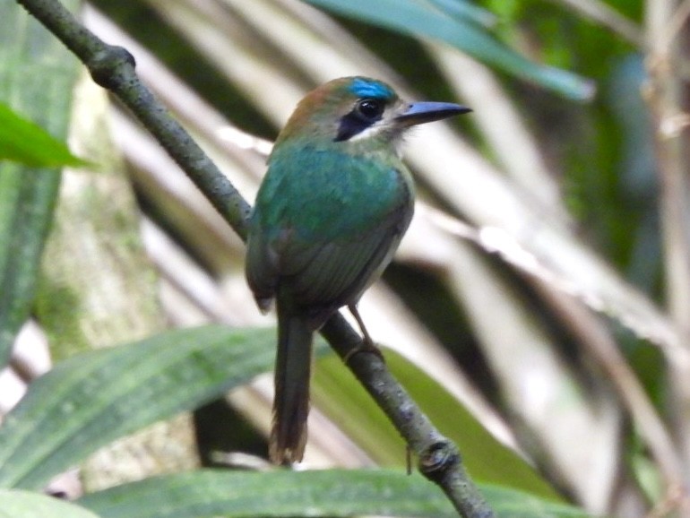 Tody Motmot - ML646614435
