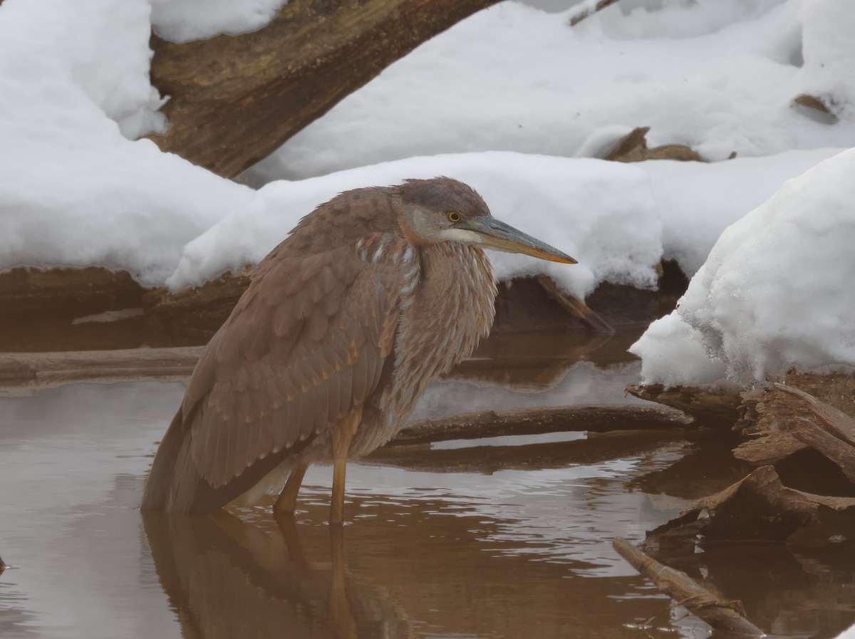 Garza Azulada - ML646614437