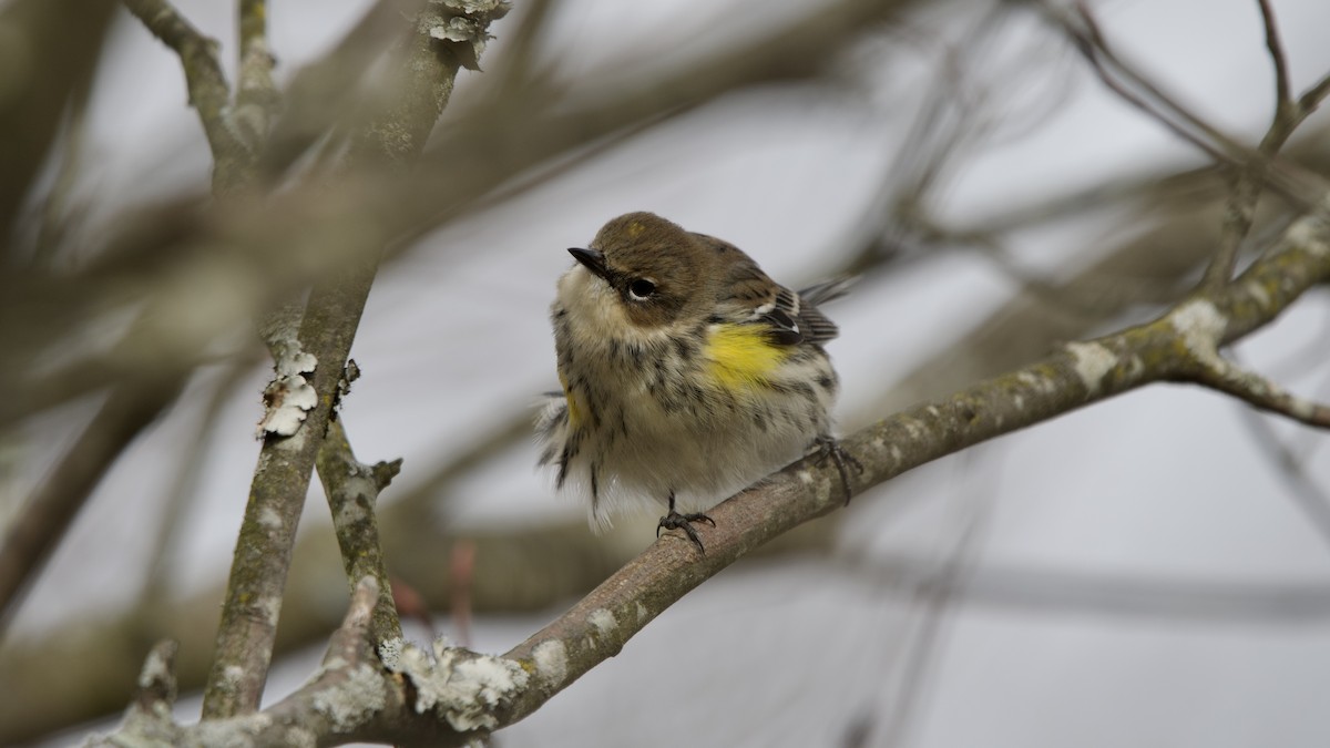 Taçlı Ötleğen - ML646614440