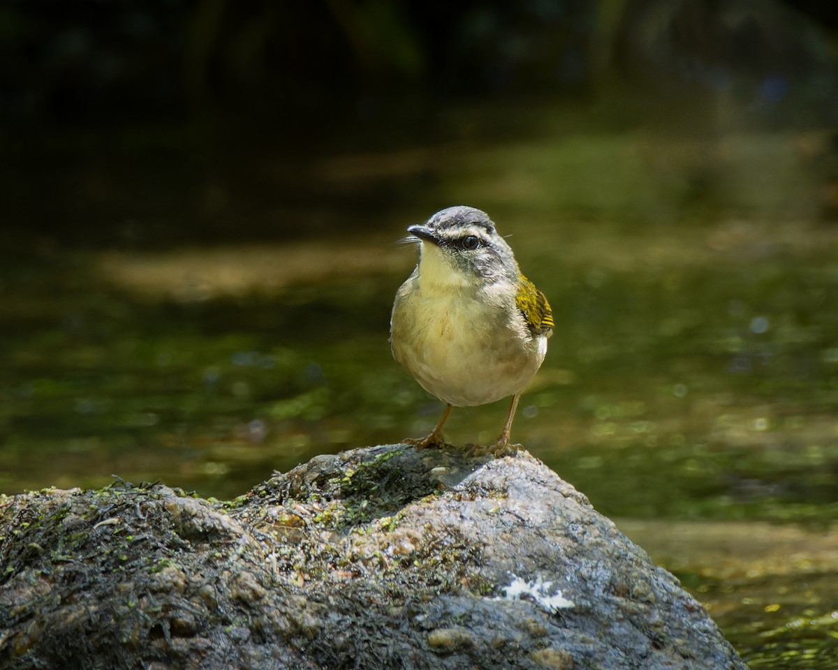 Riverbank Warbler - ML646614441