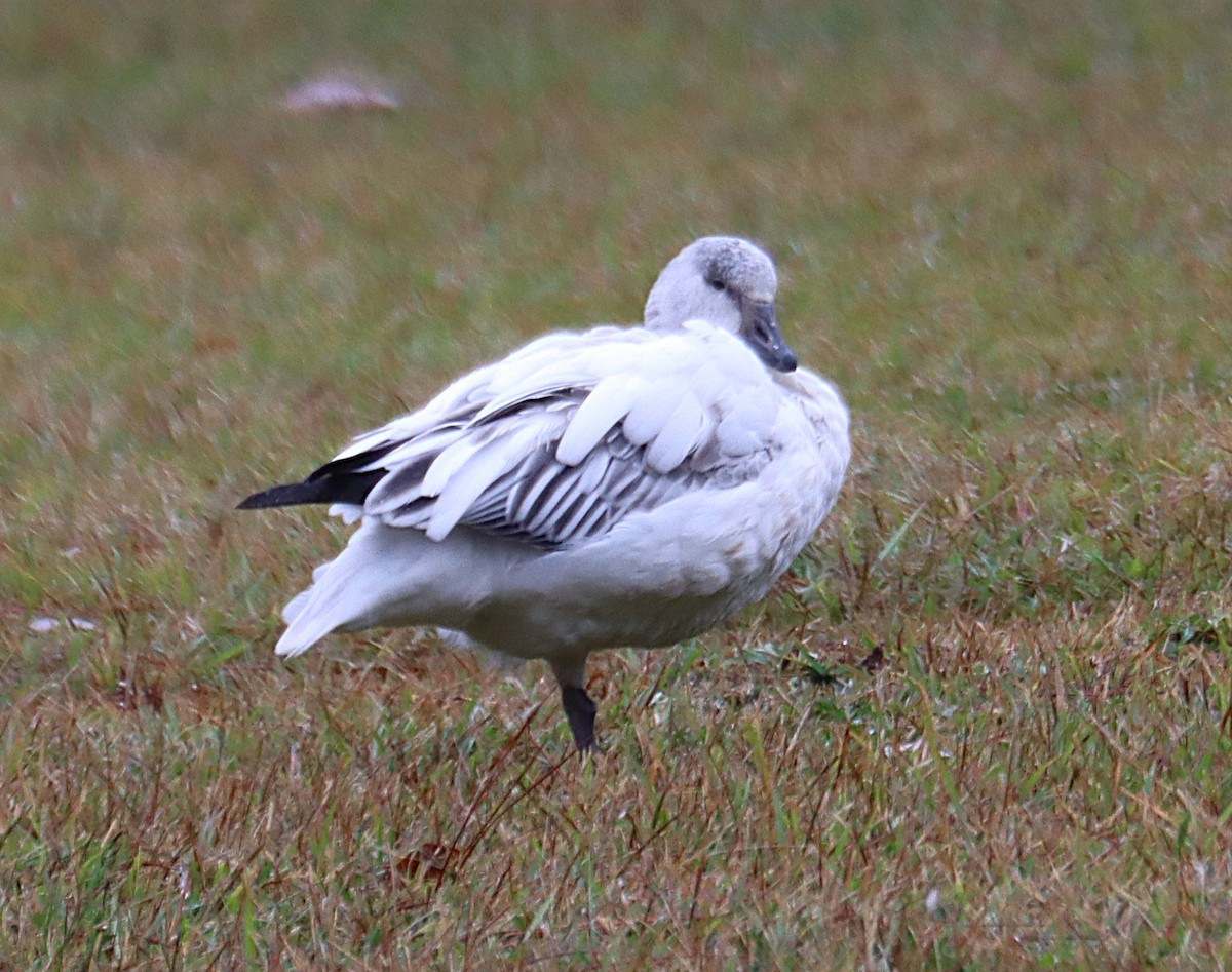 Schneegans - ML646614442