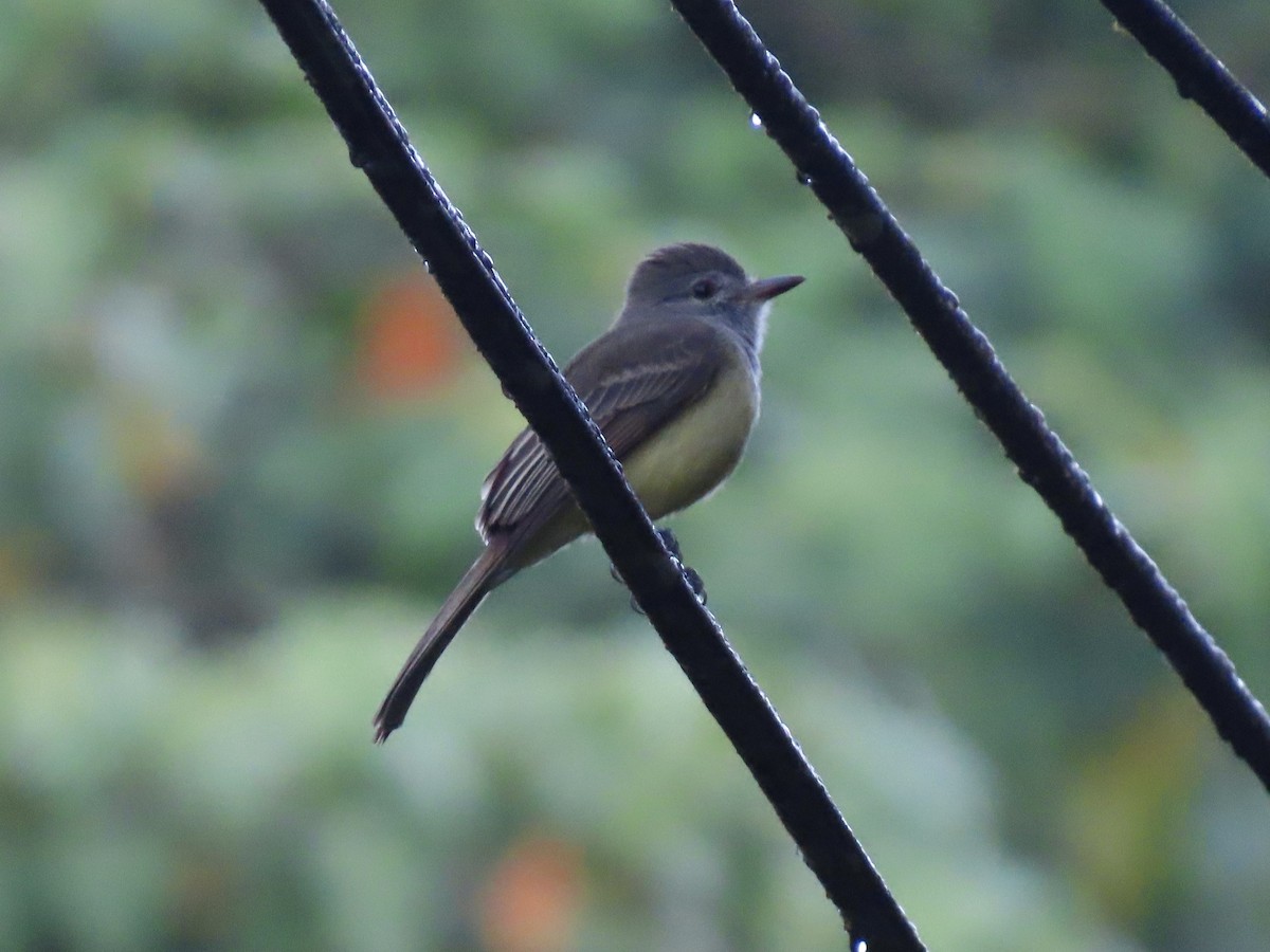 Panama Flycatcher - ML646614446